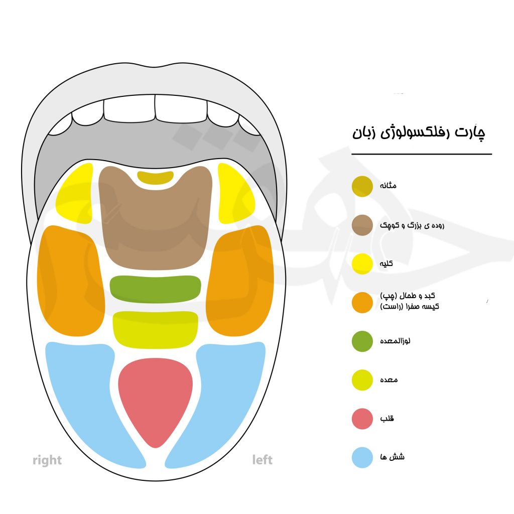 tongue reflexology chart